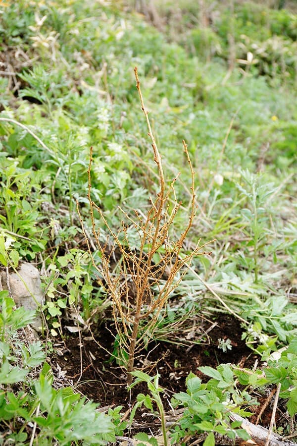 森を育てる家づくり